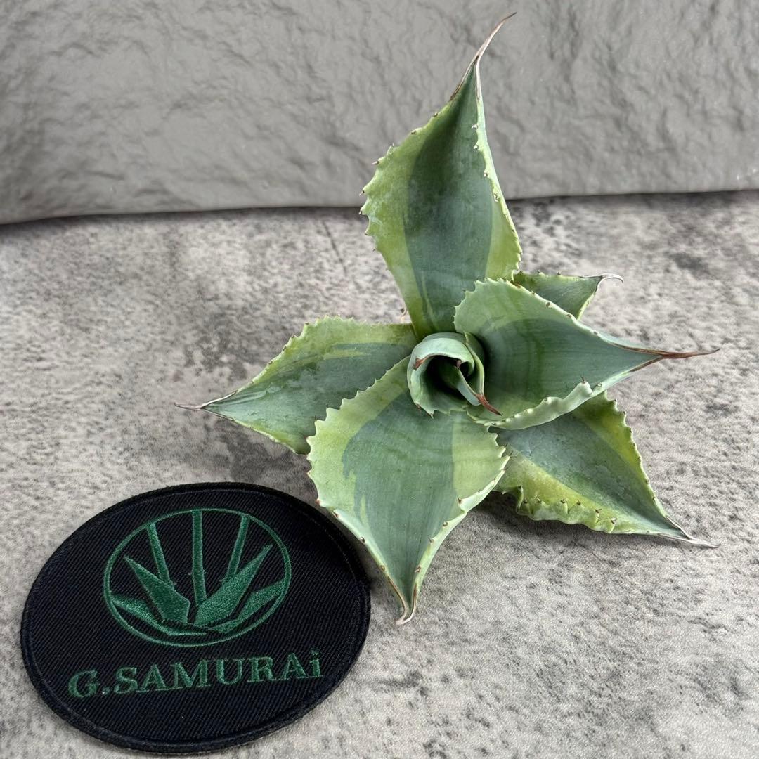 が*ー様 【アガベ オバティフォリア“オルカ”】地植え/-18℃まで/極上　L2