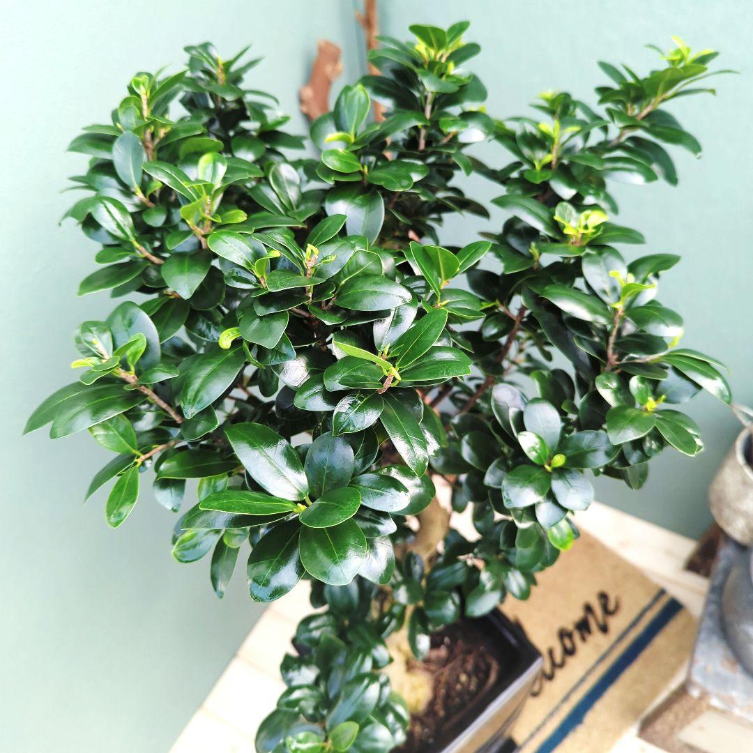 ブラック 【陶器】現品 曲がりガジュマル 昇り龍 繁栄 長寿 ギフト