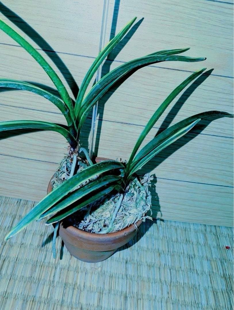 迎春特別出品】富貴蘭「湖東錦」斑入り