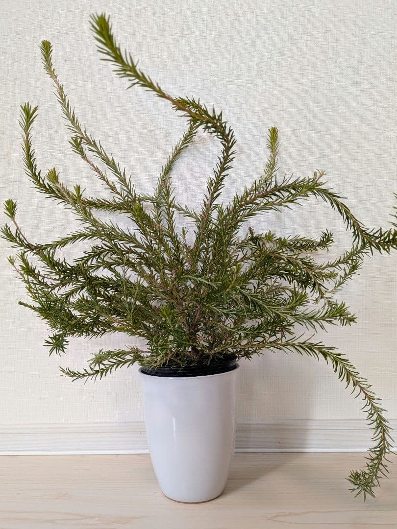 バンクシア ヒースバンクシア エリシフォリア苗50cm オージープランツ