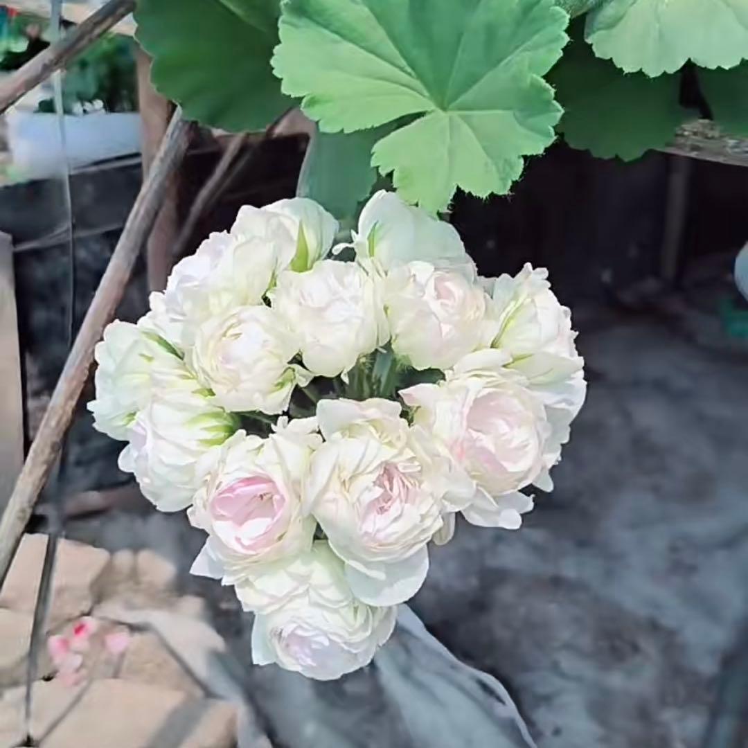 蕾2つローズ八重咲きゼラニウム 希少品種ゼラニウム レア品種