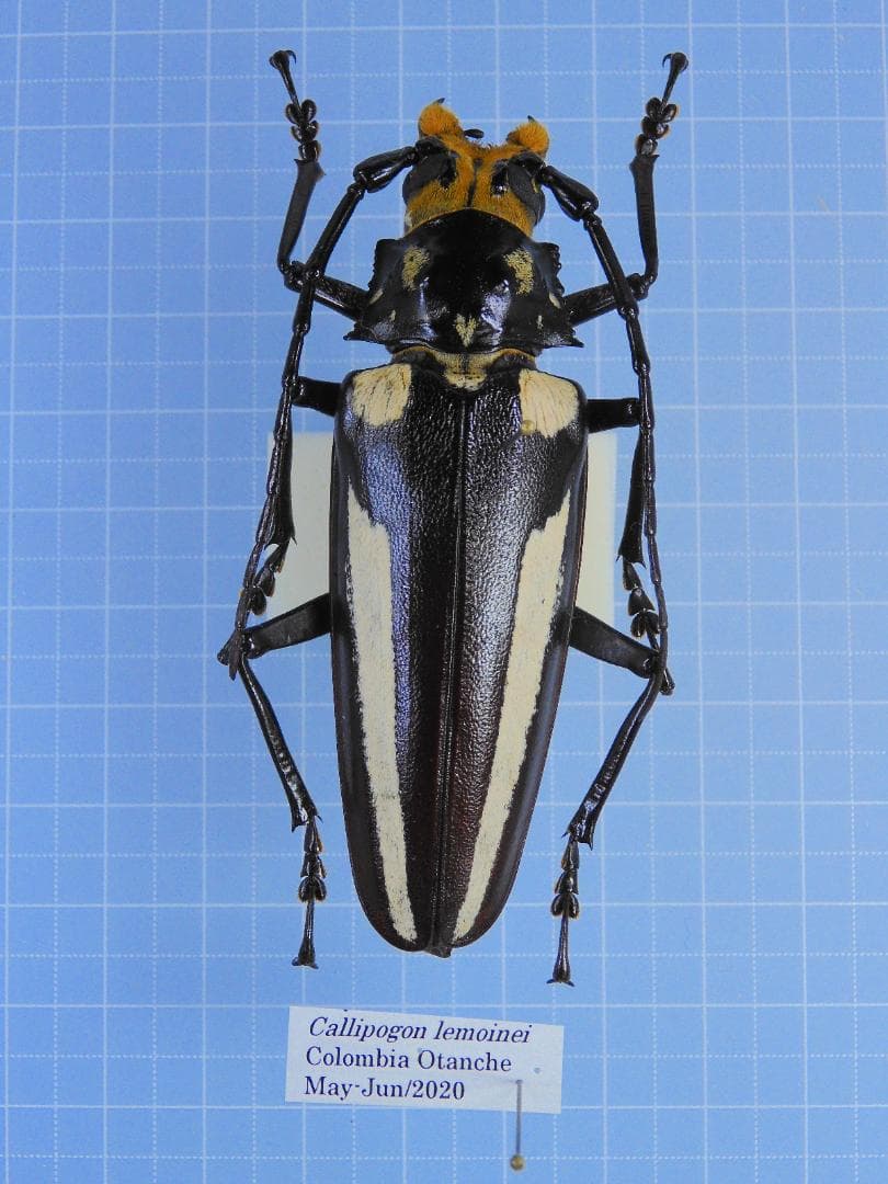 コロンビア産　レモネイトゲウスバカミキリ　76mm ヨドバシ.com - コロンビア Columbia バガIIIセット キッズ スキー