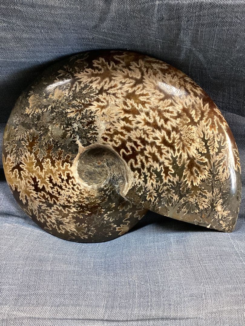 ろ*ず様 アンモナイト　化石　オブジェ　コレクション　置物(大サイズ) これ以上古いものありますか？白亜紀 化石 大きなアンモナイト 置物