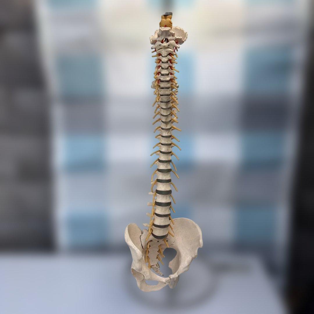 脊椎モデル 約85cm 可動式 Amazon.co.jp: Ynaioang 人間の脊椎モデル 1/2サイズなのに高精度かつ