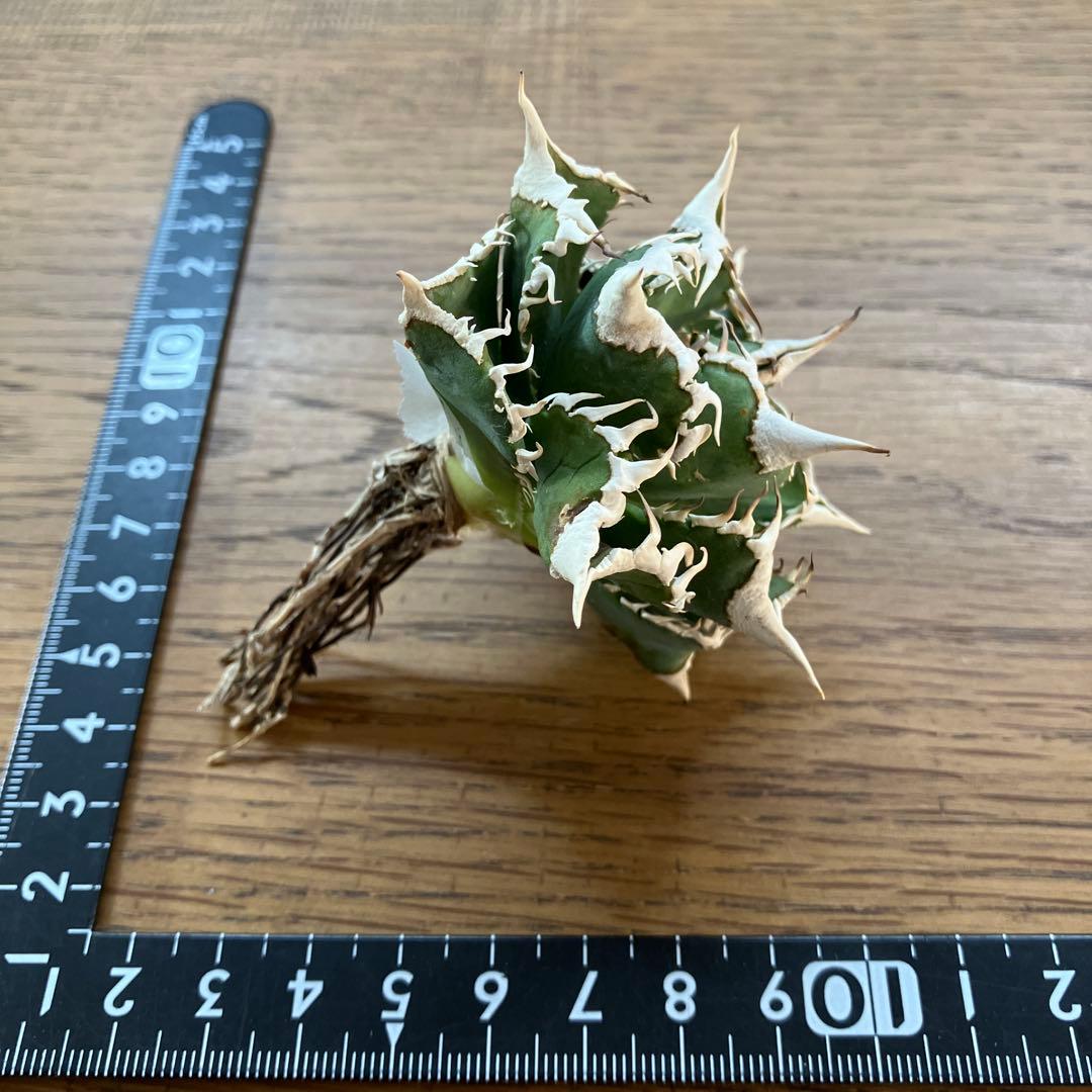 オークション】13 ラスト1株 優秀 アガべ 白豪刺 白豪棘 TC 訳あり