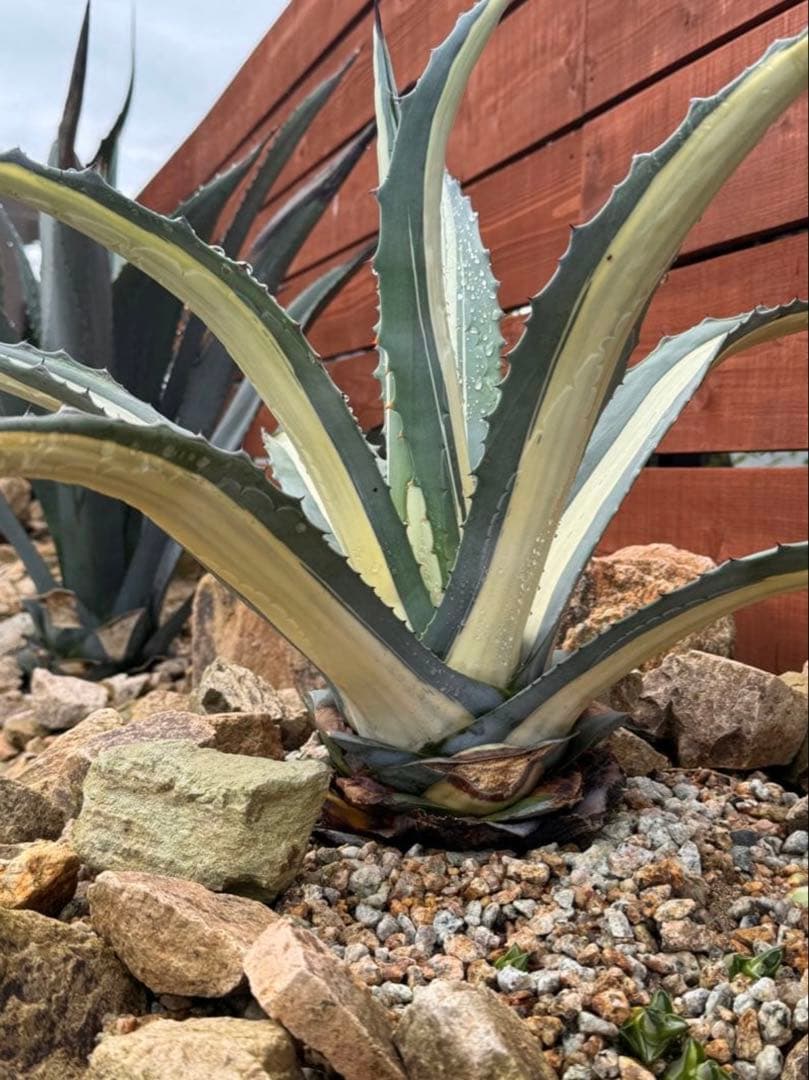 子株】アガベ 華厳 アメリカーナメディオピクタ - メルカリ