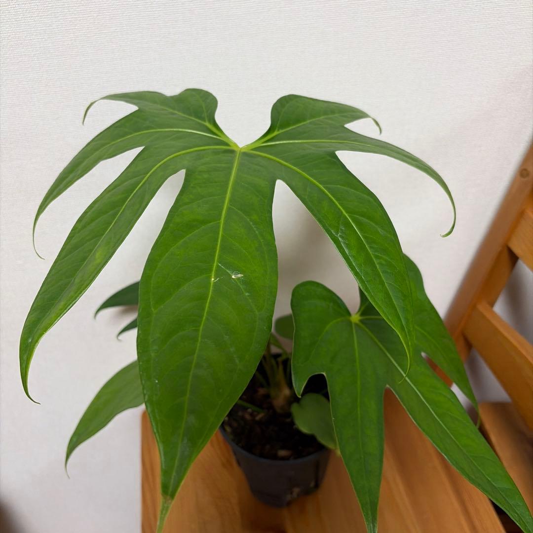 アンスリウム ペダトラディアツム 5号＊ - メルカリ