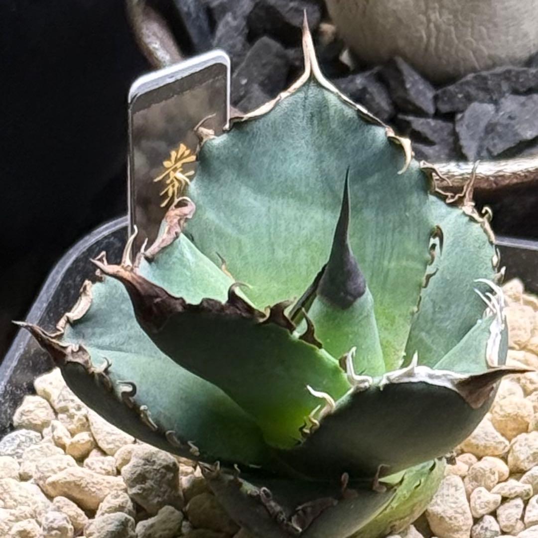 毒刺産 亞瑟王 キングアーサー KING ARTHUR アガベ チタノタ - メルカリ