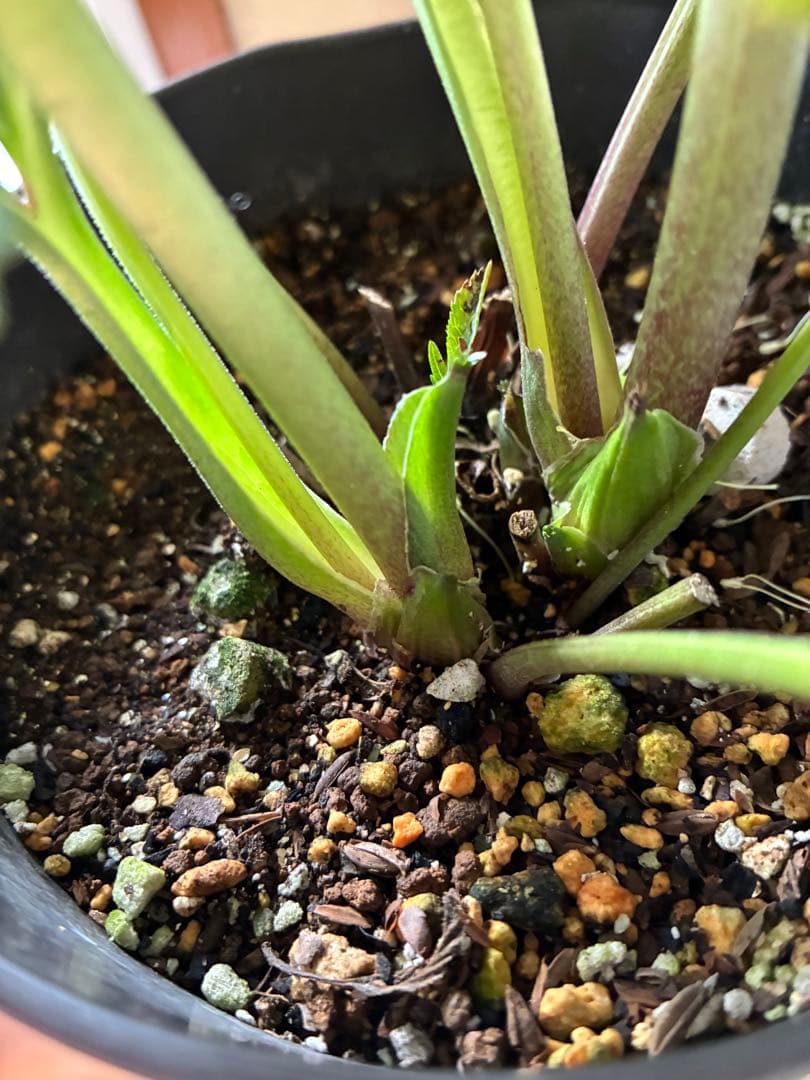 SALE‼︎ 大幅値下げ 広瀬園芸さん 小輪多弁充実株 - メルカリ