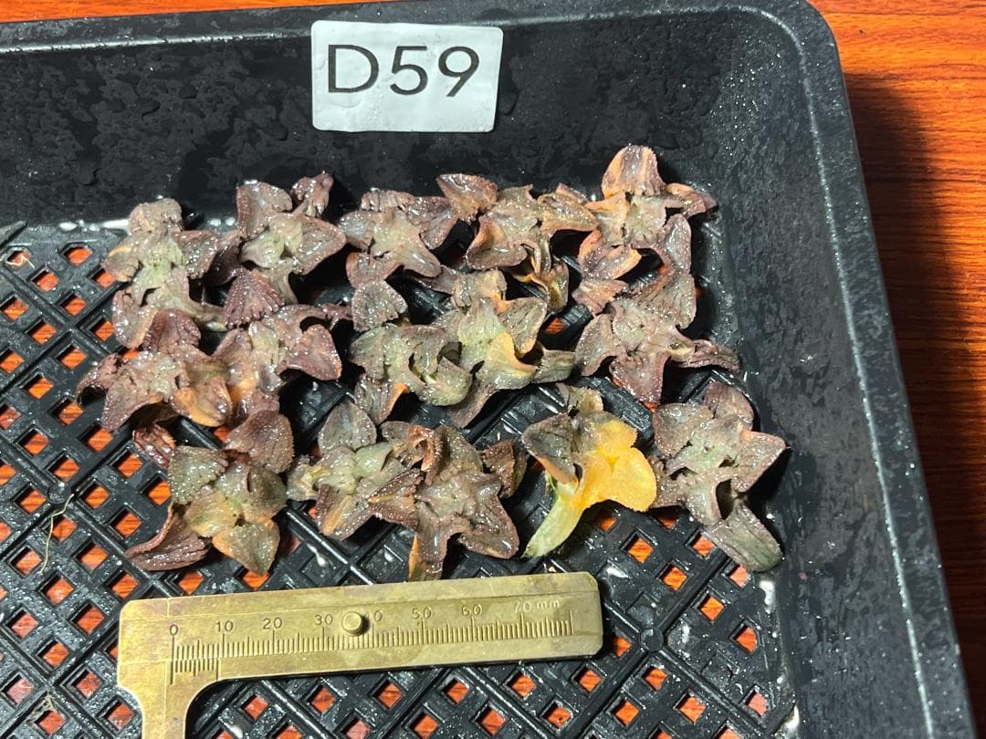 多肉植物 ハオルチア 天空の境錦 鮮明錦 極上株 超美品 14株セット