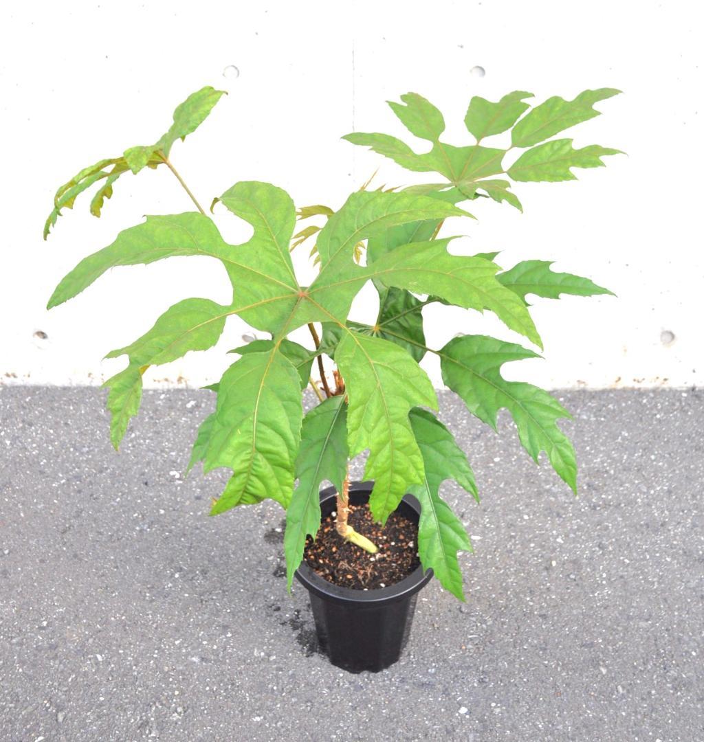 トレベシア 100cm 8号