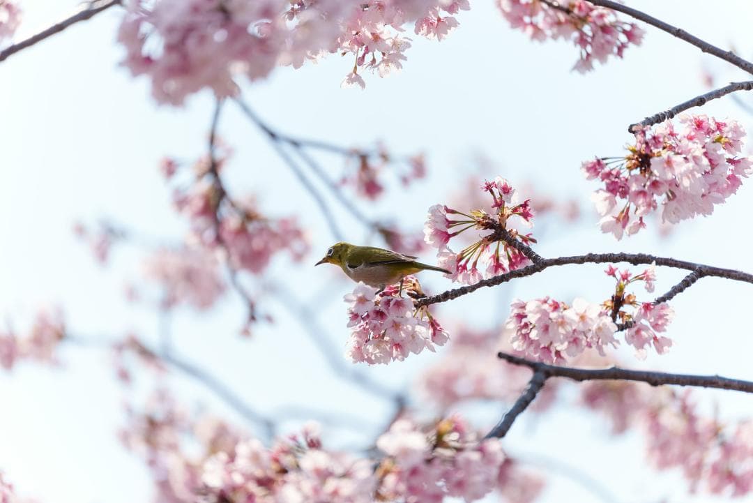新品同様！超望遠ズーム！TAMRON 70-300mm F4.5-6.3