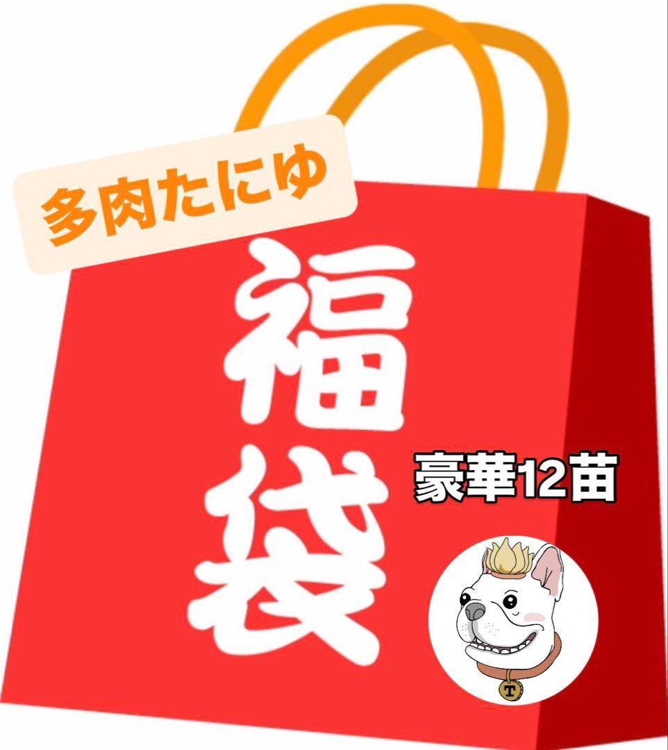 2026多肉福袋 豪華12苗 - メルカリ