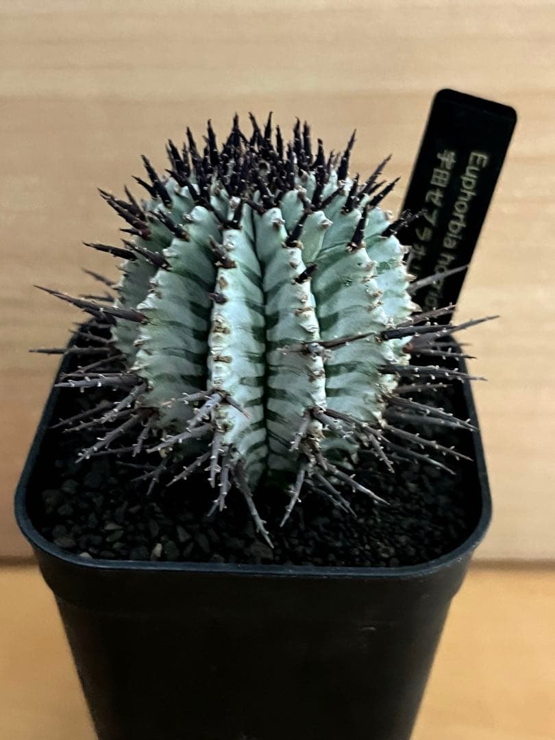 な*の様 ユーフォルビアホリダ 宇田ゼブラホリダ 純血統 特級ゼブラ班