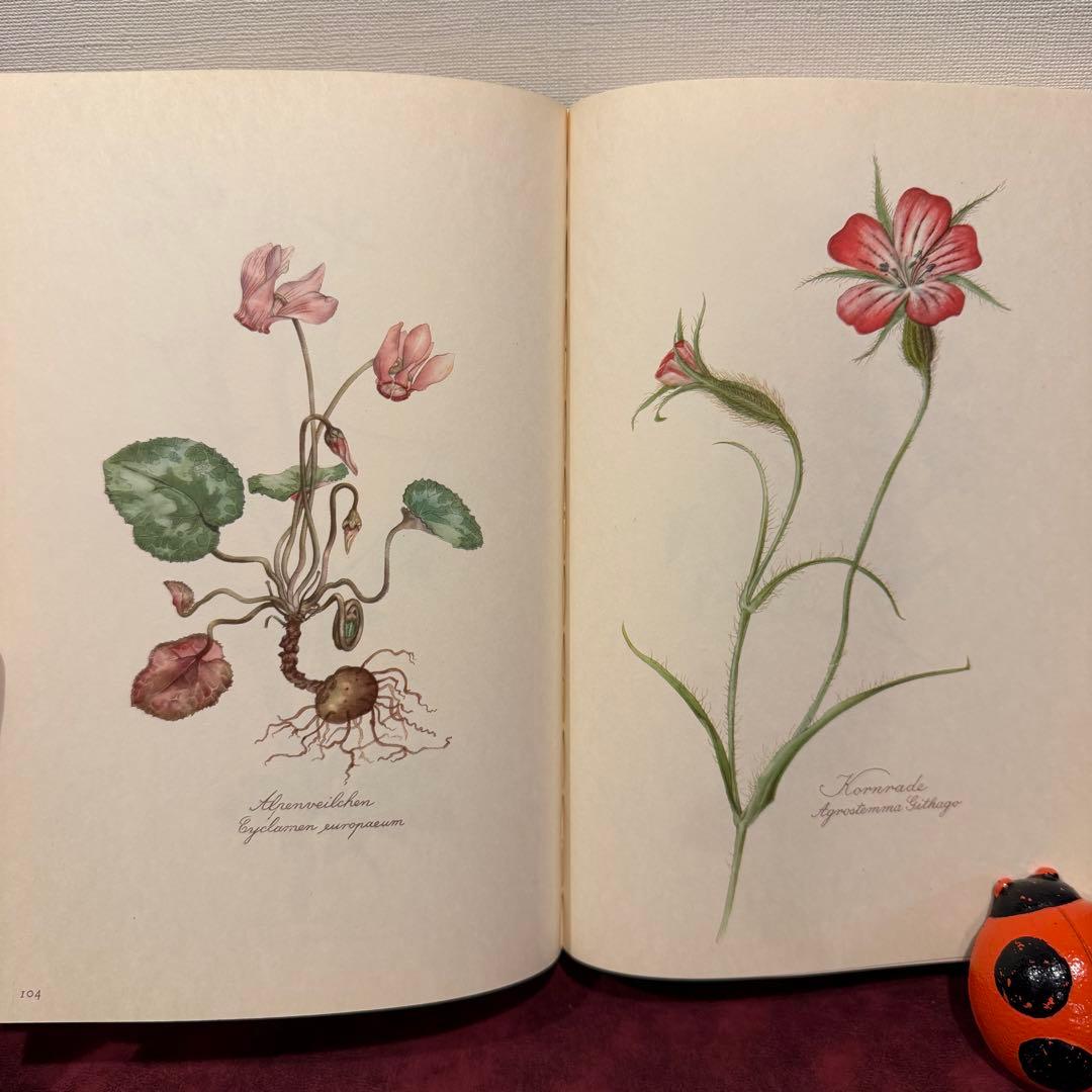 112⑤1963年ドイツElsa Flesko植物図鑑 ジャンクジャーナル