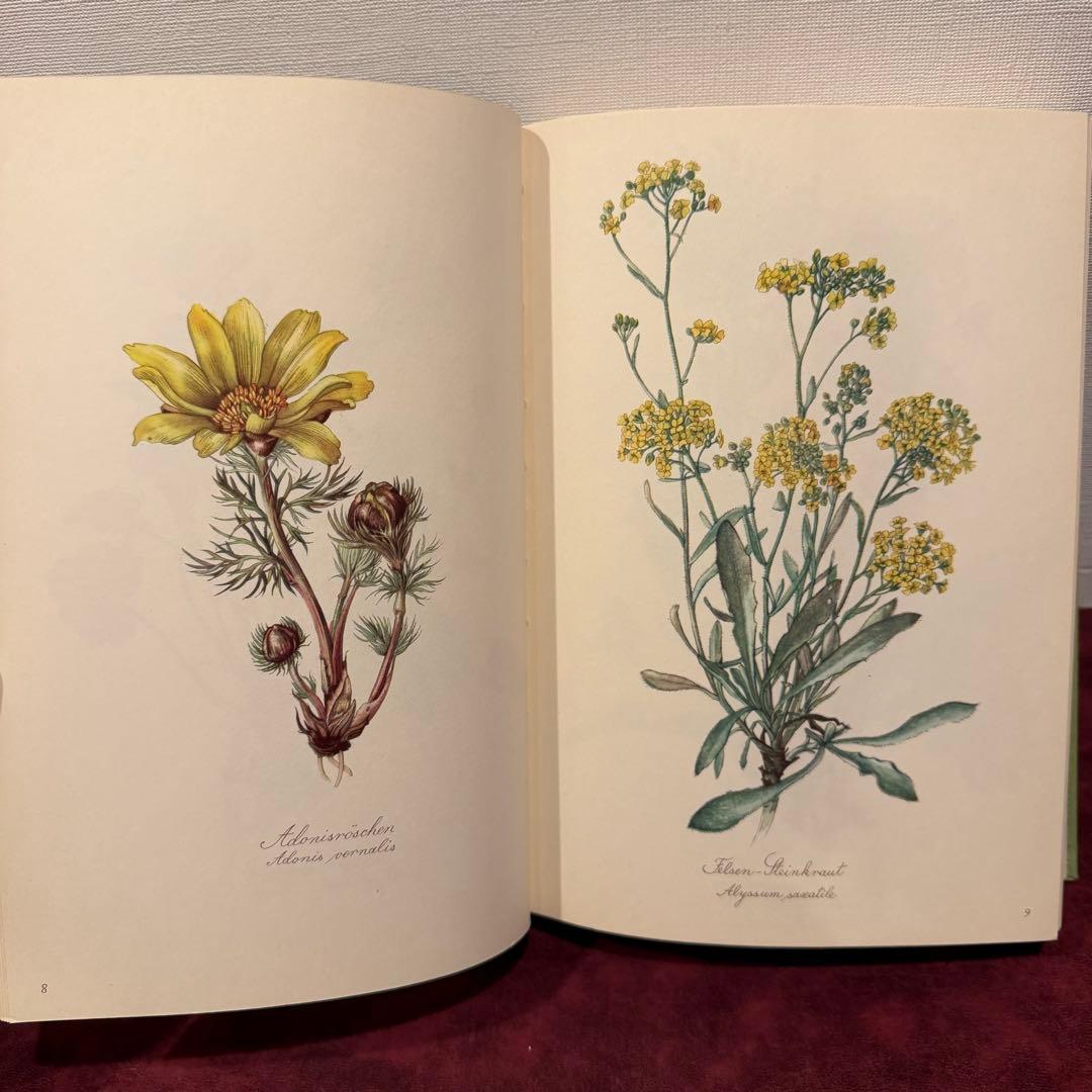 112⑤1963年ドイツElsa Flesko植物図鑑 ジャンクジャーナル