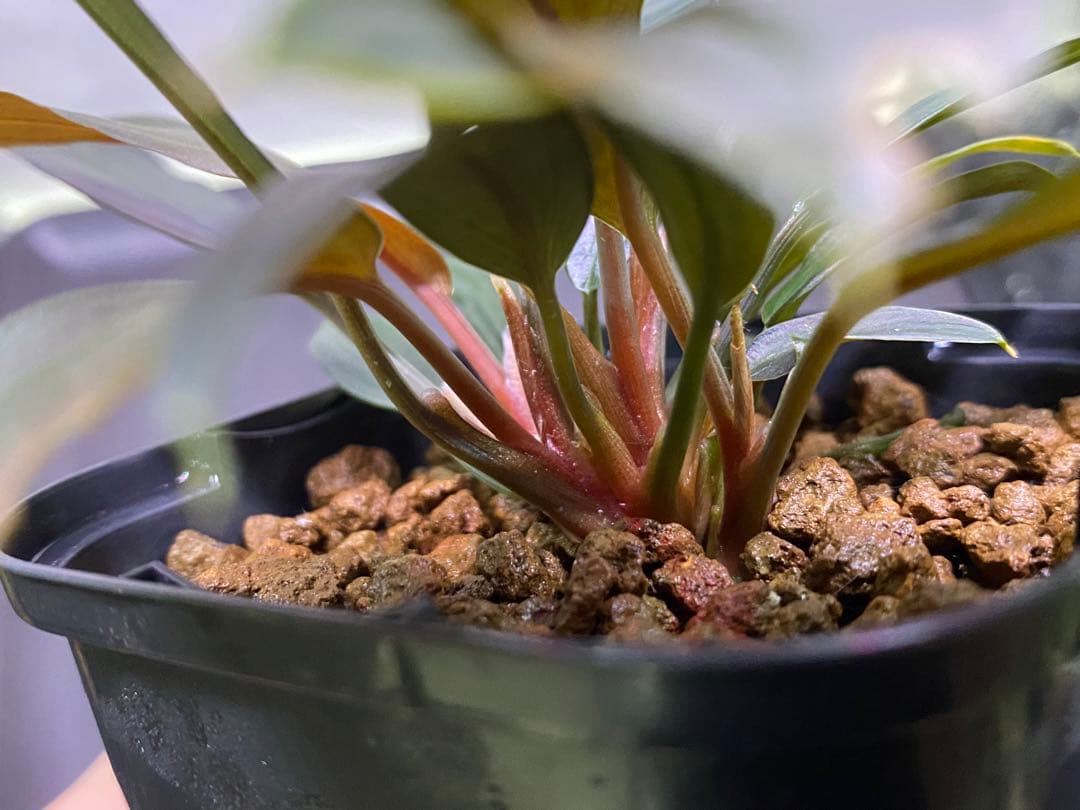 ホマロメナ / Homalomena sp. “濡烏” ネームド株 3株あり