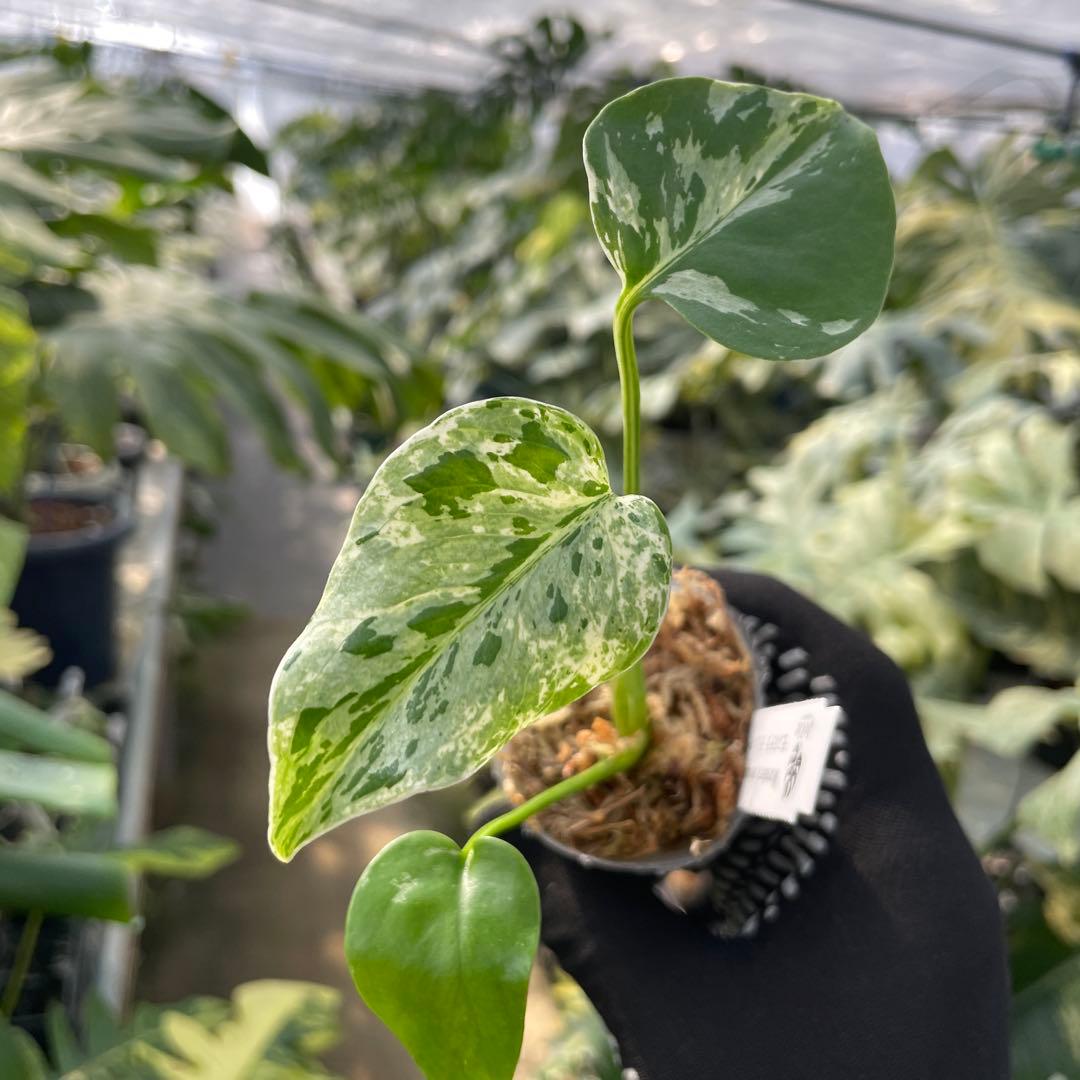 6モンステラ デリシオーサ ベトシオーサ 2寸ポリポット ネコポス発送