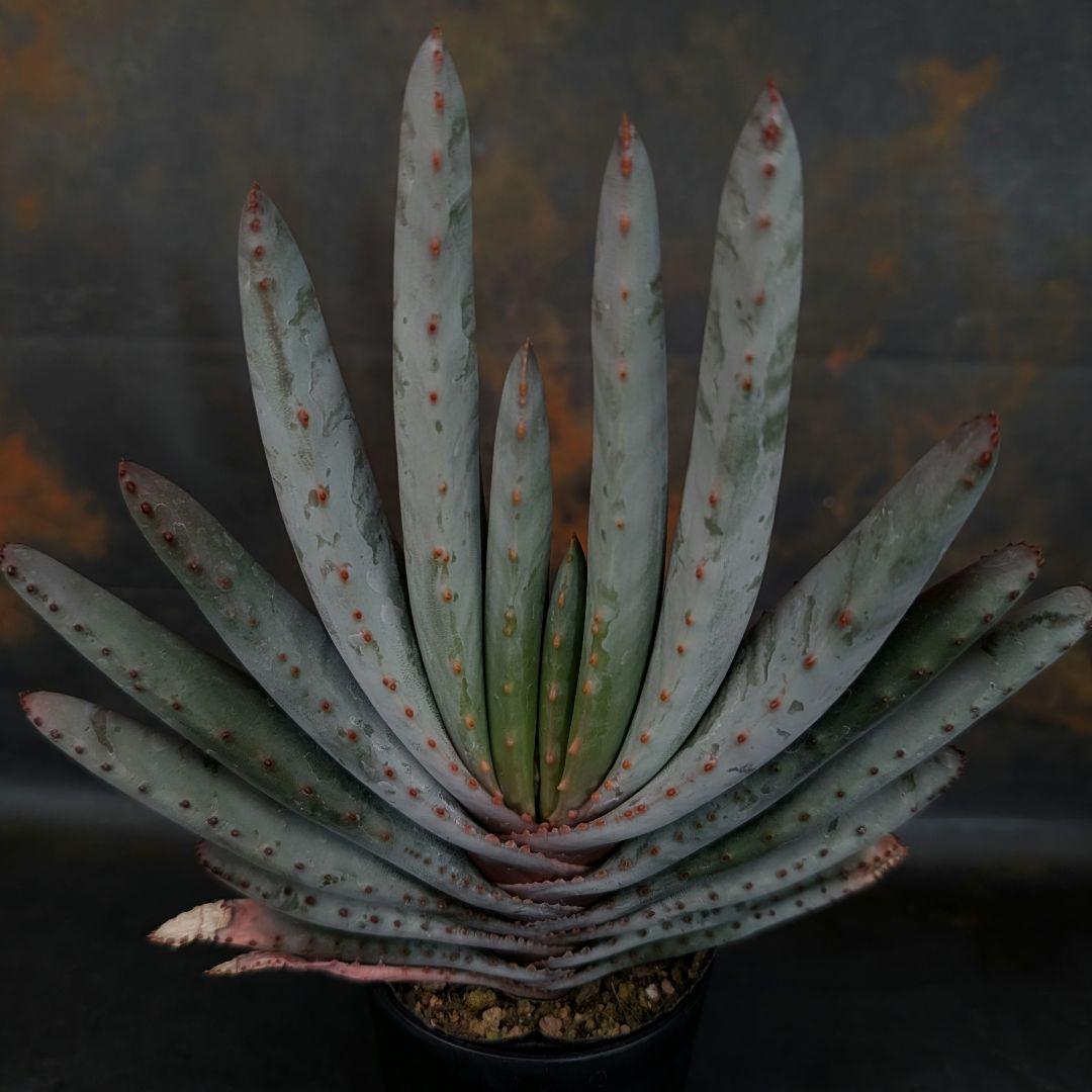 メルカリ便発送☆アロエ コンプレッサシストフィラ(ビグザム交配