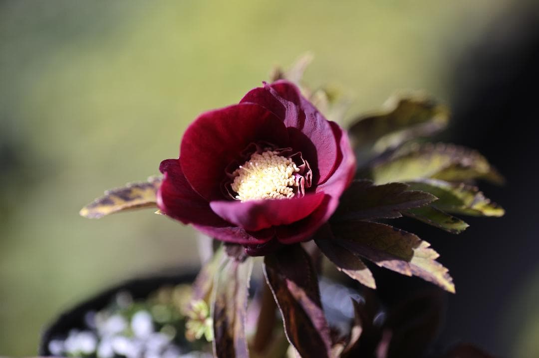 クリスマスローズ 開花株 SDソレイユhyb - メルカリ