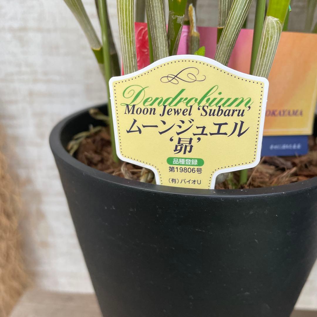 タイムセール！3鉢価格！デンドロビウム 苗 苗木 昴 赤い鳥 洋ラン 蘭