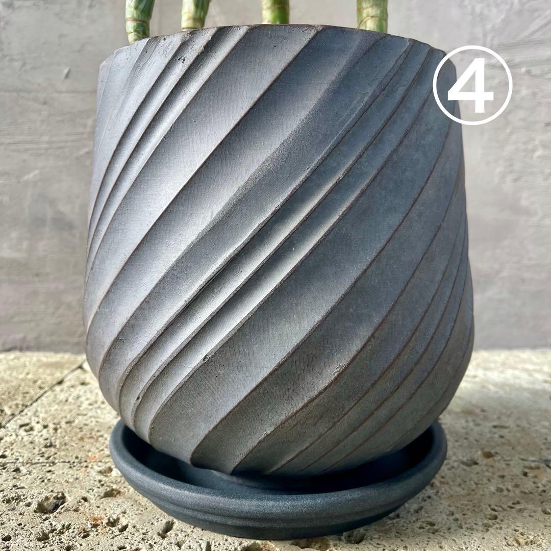 ハリー様専用 大型 フランスゴムの木 螺旋仕立て 陶器鉢 植え込み発送