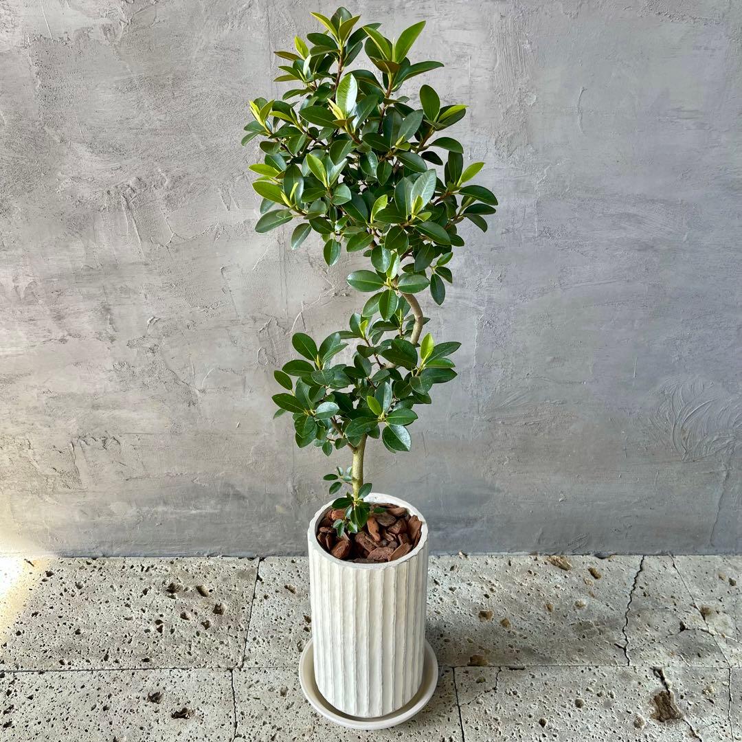 ハリー様専用 大型 フランスゴムの木 螺旋仕立て 陶器鉢 植え込み発送