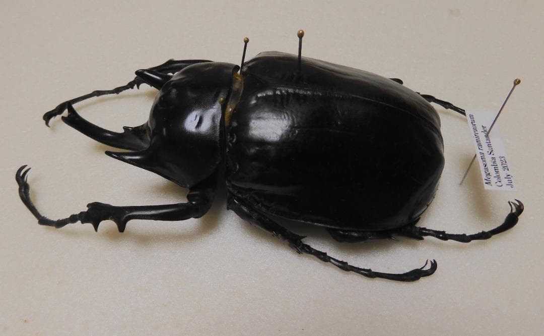 コロンビア産 レモネイトゲウスバカミキリ 76mmコロンビア産 レモ