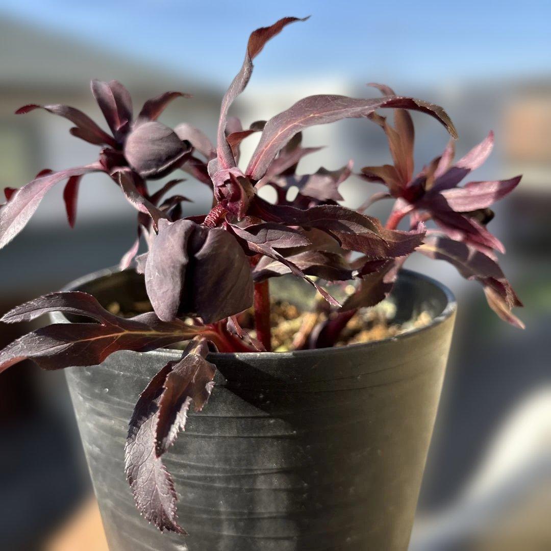 まい　ブラックマジック整形広瀬園芸　クリスマスローズ　開花株　匿名発送 広瀬園芸 (@hirose_engei )さんからきた #クリスマスローズ #ブラック