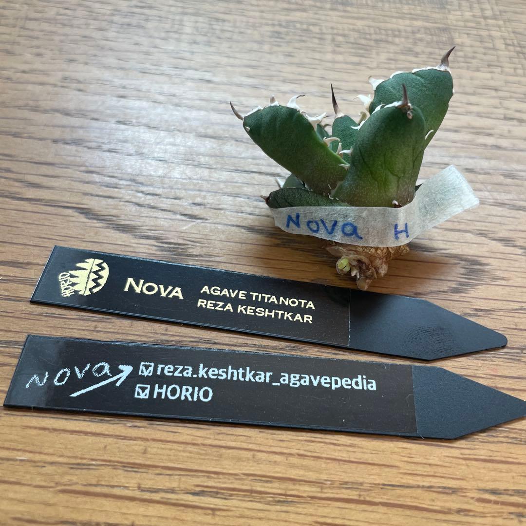 REZA産】イラン株 選抜 アガベ NOVA ノヴァ 天芽 12月便 - メルカリ