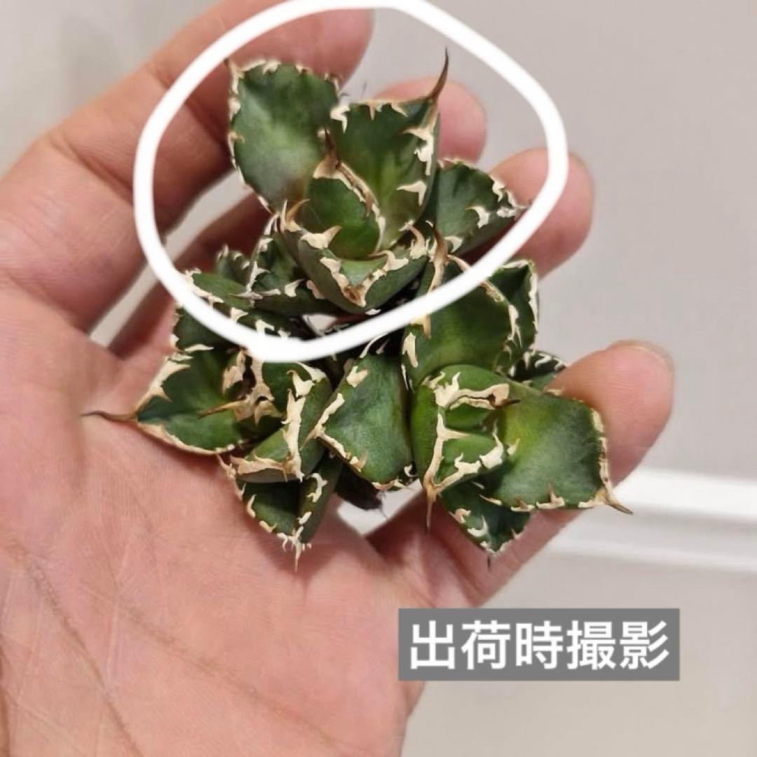 REZA産】イラン株 選抜 アガベ NOVA ノヴァ 天芽 12月便 - メルカリ