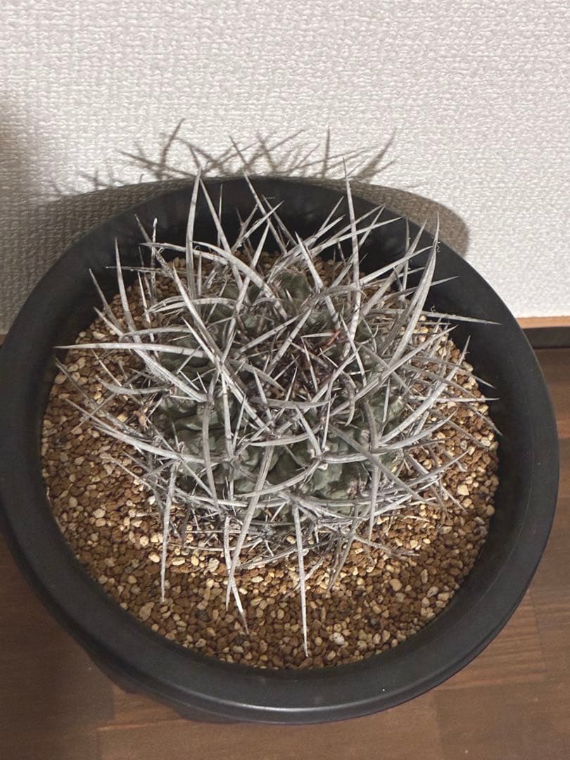 サボテン テロカクタス 鶴巣丸、ギムノカリキウム フェロシオールの