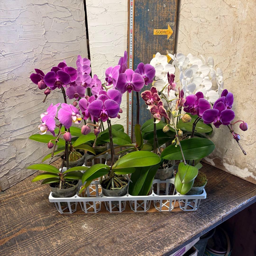 胡蝶蘭　8ポット ファレノプシス ファレノプシス(胡蝶蘭) | パレフローラ公式通販｜アーティフィシャル