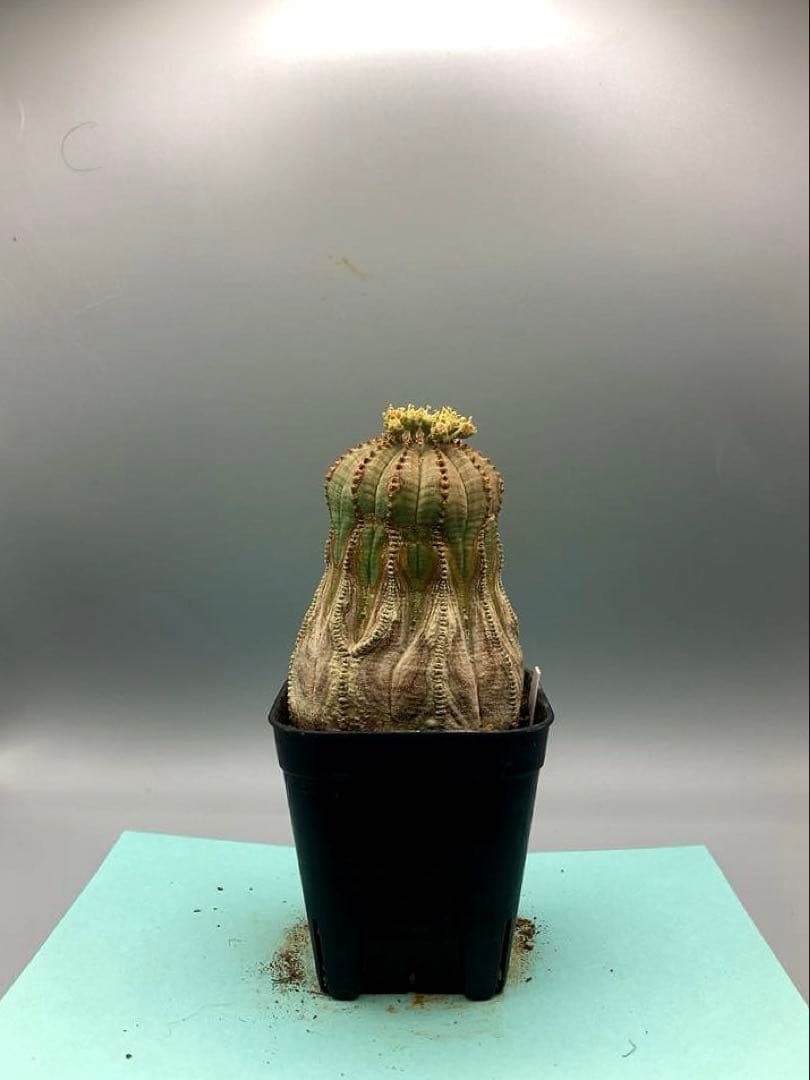 《2.5号W》ユーフォルビア　オールドオベサ　雄株