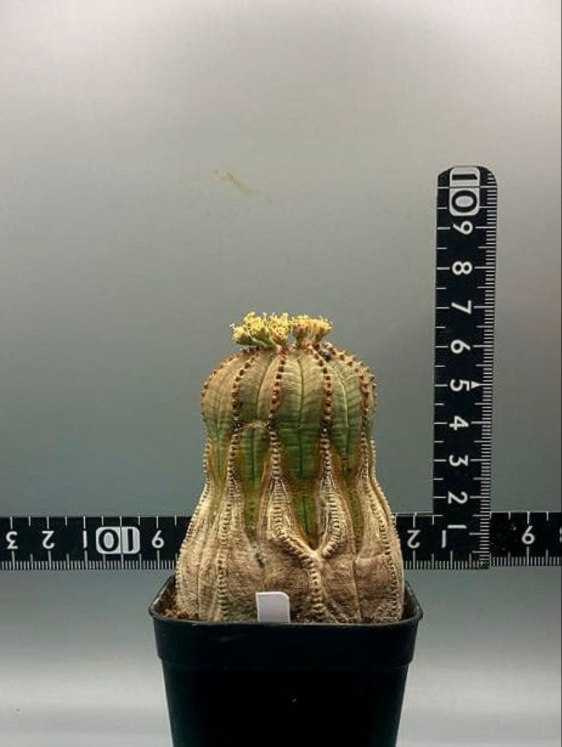 《2.5号W》ユーフォルビア　オールドオベサ　雄株