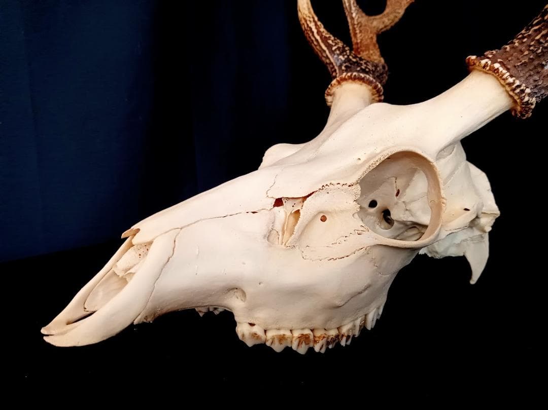お買い得 DIY組み立て用 角付き頭骨標本】 種名ニホンジカ♂ 47Kg