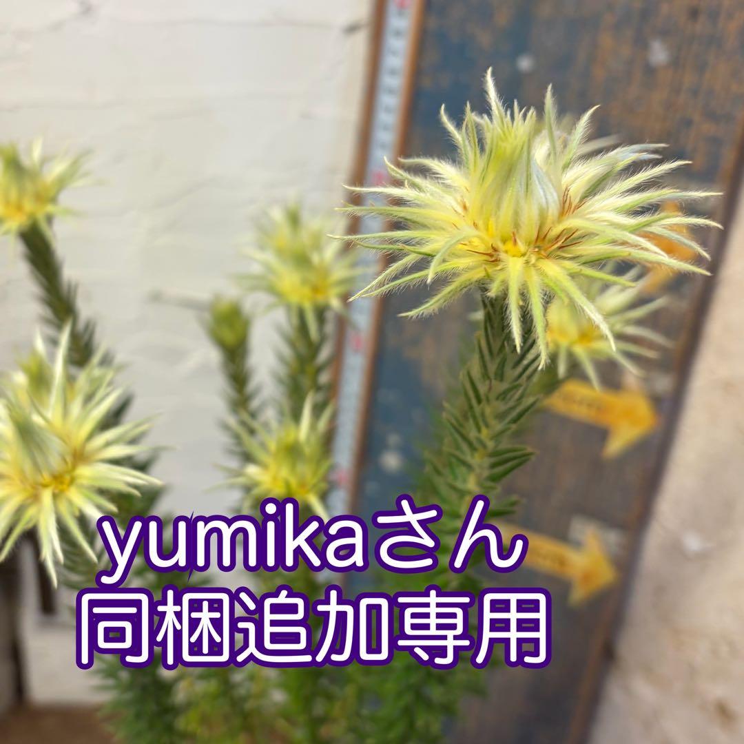 【専用商品】　フィリカ　プベッセンス　5寸2鉢 ガーデニング フィリカ プベッセンス 5寸2鉢 オージープランツ