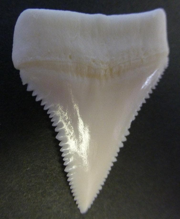 ホホジロザメ（C. carcharias）の歯（A’級）39.7mm