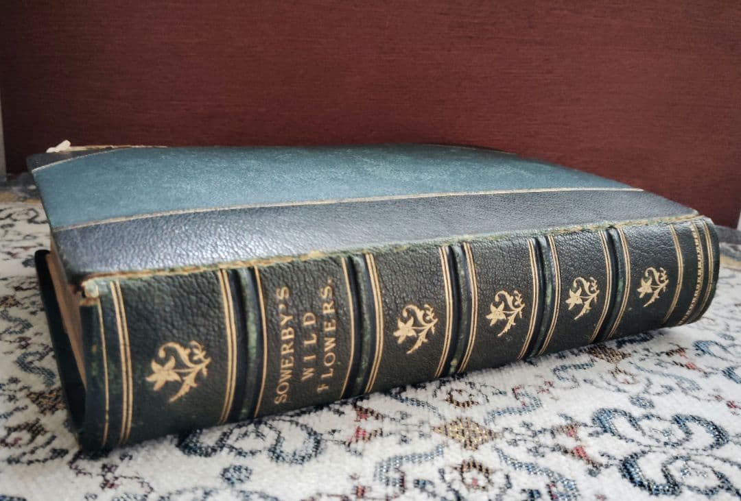 超希少 1876年 アンティーク WILD FLOWERS 手彩色 大型本