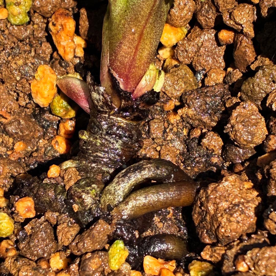 u*0様 ☘️蕾付☘️タグ付⭐️3389⭐️ASHWOODIENSIS⭐️BRI