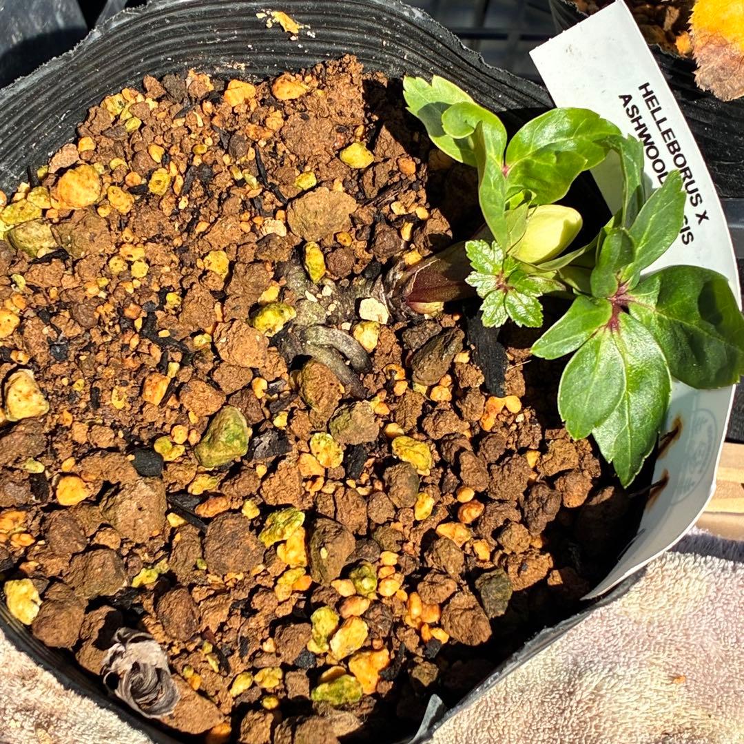 u*0様 ☘️蕾付☘️タグ付⭐️3389⭐️ASHWOODIENSIS⭐️BRI