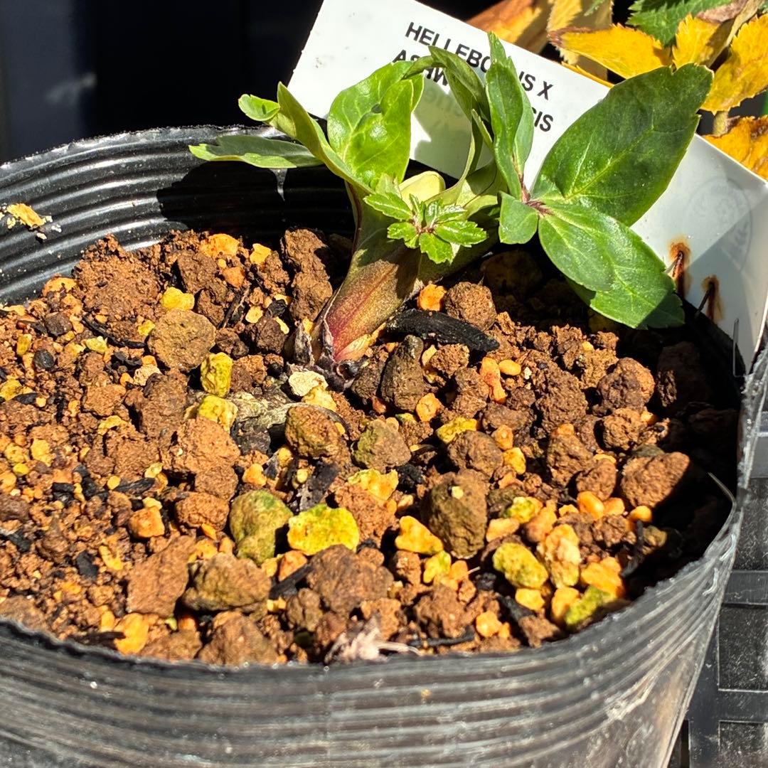 u*0様 ☘️蕾付☘️タグ付⭐️3389⭐️ASHWOODIENSIS⭐️BRI