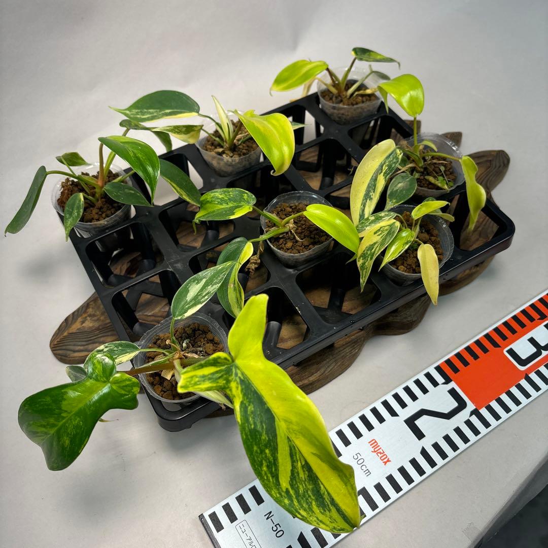 塊*房様 7株セットms145 フィロデンドロン・フロリダビューティー