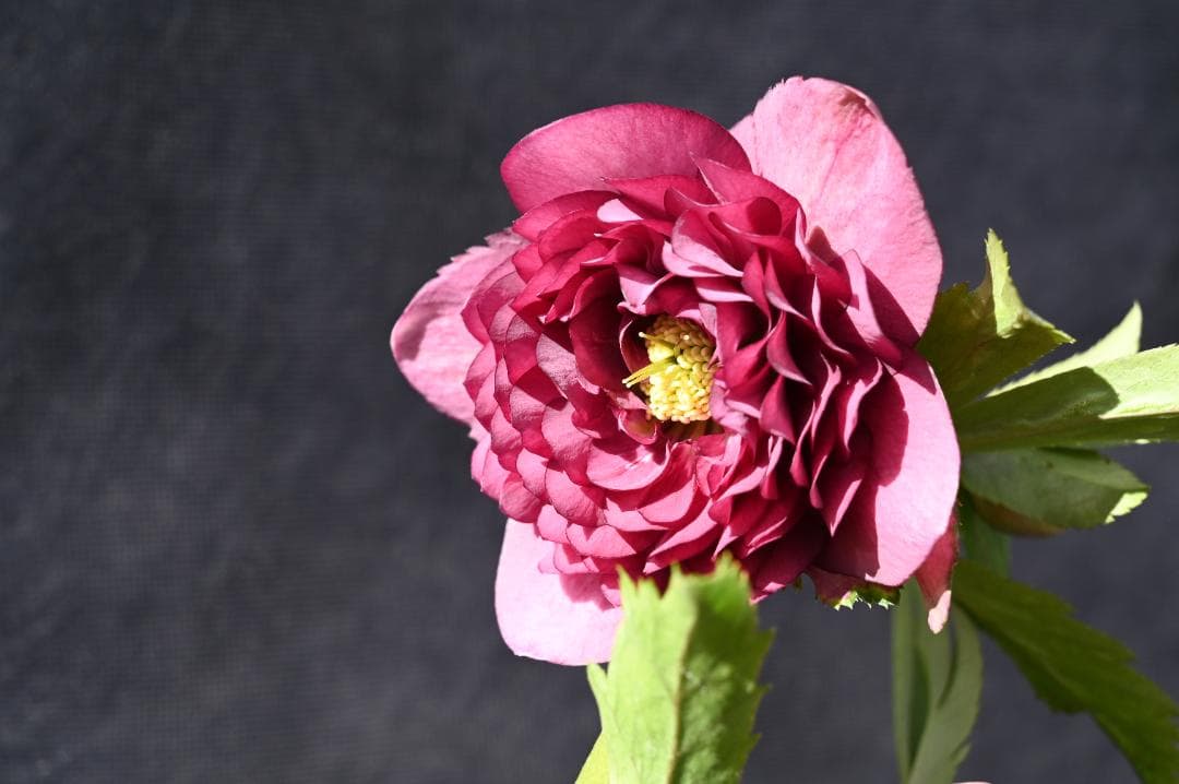 珍品！！認定！シャガール クリスマスローズ 加藤農園 - メルカリ