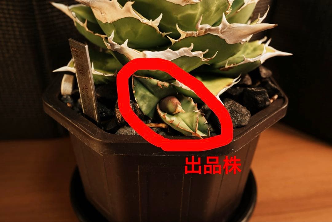 アガベ チタノタ オテロイ トリケラトプス 白犀牛 - メルカリ