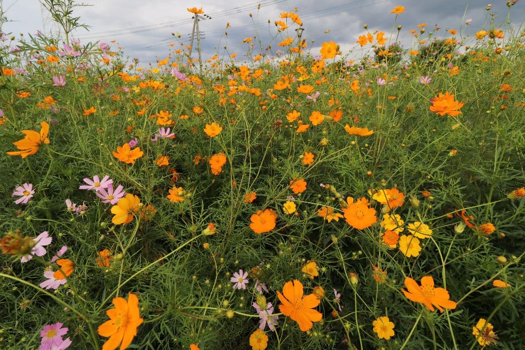 超広角レンズ Canon EF-S 10-18 f/4.5-5.6 IS STM