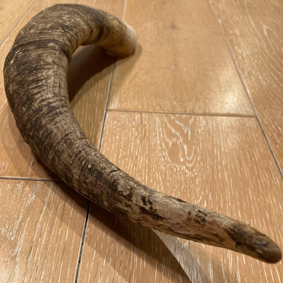 天然素材 山羊の角 - メルカリ