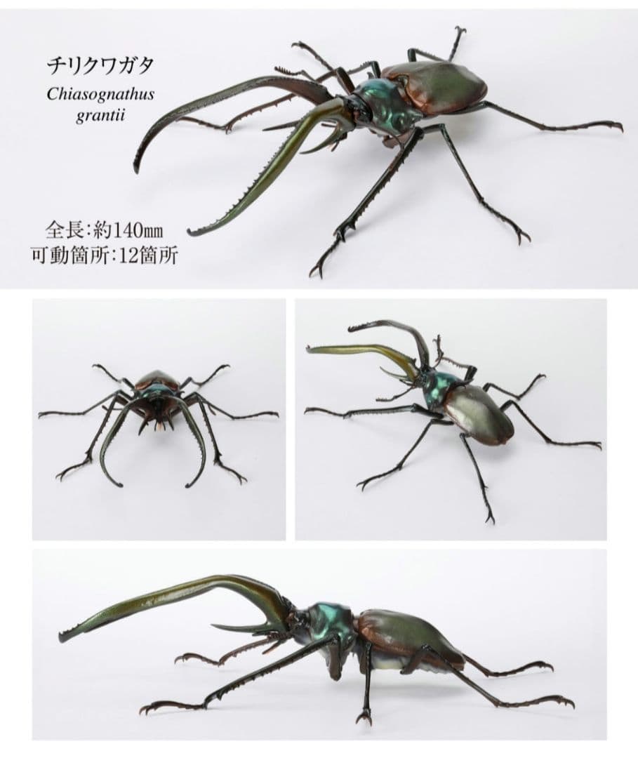 いきもの大図鑑 くわがた08 チリクワガタ - メルカリ