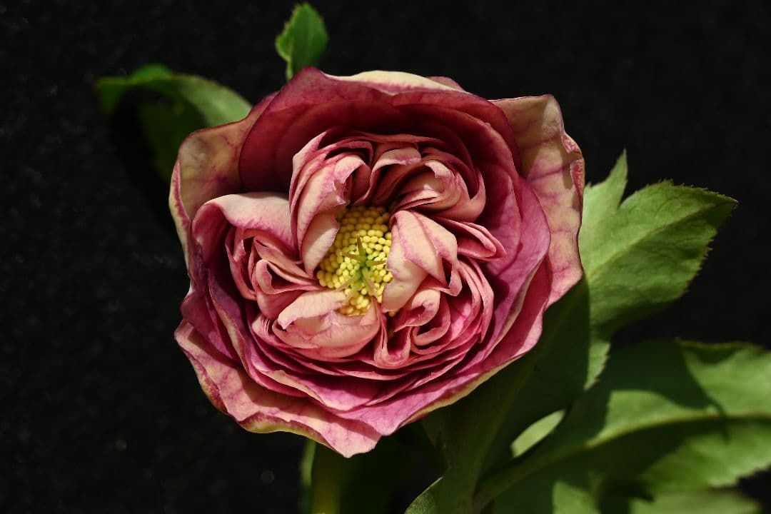 クリスマスローズ 認定！アフロディーテ 加藤農園 - メルカリ