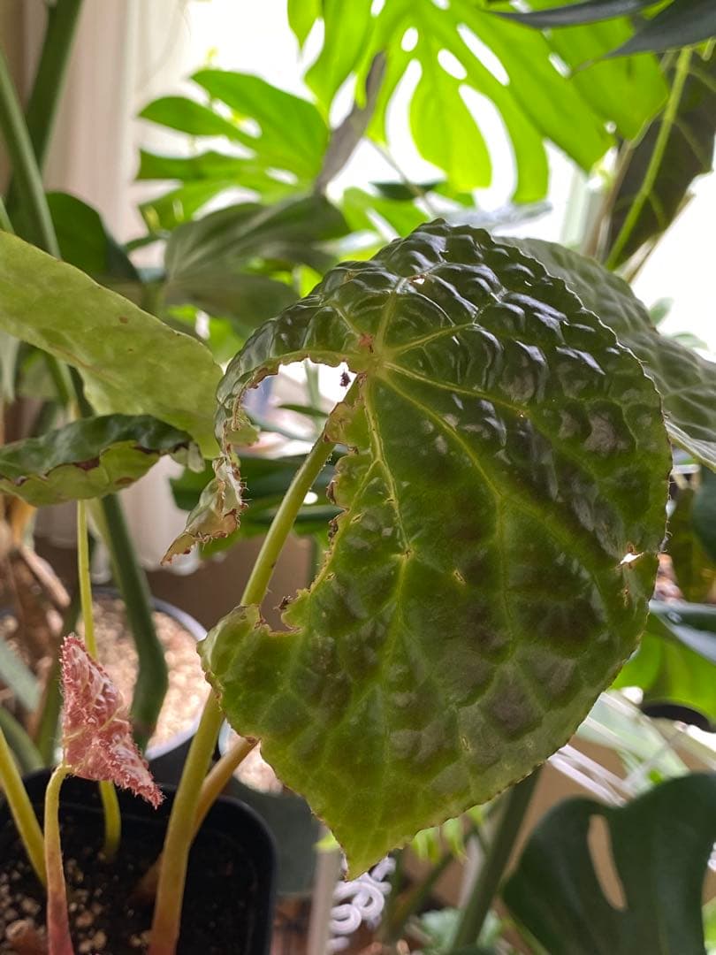 ベゴニア フートエンシス Begonia Phuthoensis✨✨大型D - メルカリ